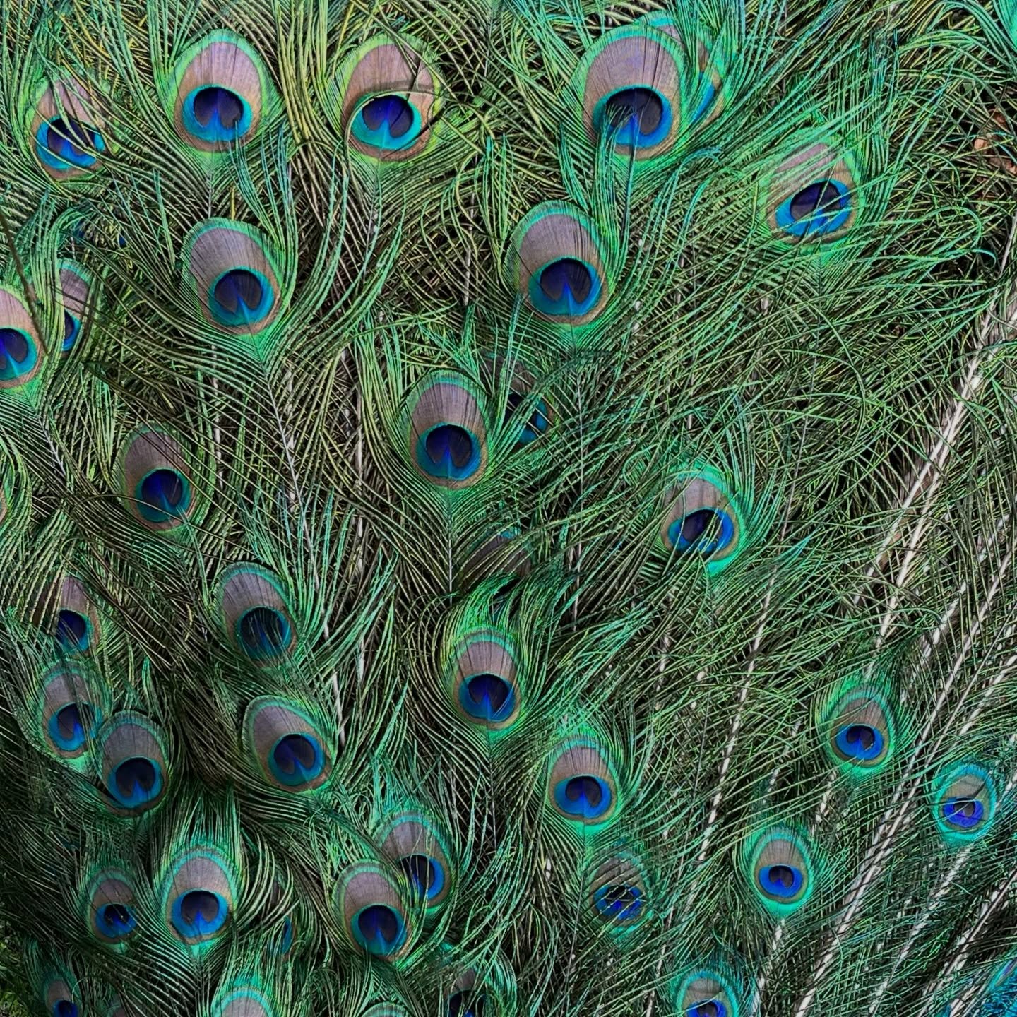 Not inspiration. Origin 💙

#avrego #shoes #handmade #madeinportugal #exclusive